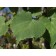 Greenspire Linden - leaf ©photo ArborTanics Inc.