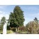 Greenspire Linden ©photo ArborTanics Inc.