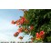 Madame Galen Trumpet Vine...©photo ArborTancis Inc.