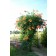 Madame Galen Trumpet Vine...©photo ArborTanics Inc.