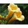 Yellow Trumpet Vine...©photo ArborTanics Inc.