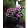 Photo Courtesy of Concept Plants