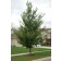 NEW HORIZON ELM •photo courtesy of City Of Fargo ND