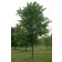 Photo Courtesy of The Morton Arboretum