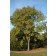 Photo Courtesy of The Morton Arboretum