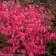 Unforgettable Fire Burning Bush