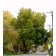 Valley Forge American Elm ©photo ArborTanics Inc.