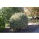Variegated Redtwig Dogwood ©photo ArborTanics Inc.
