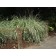 Variegated Japanese Silver Grass...©photo ArborTanics Inc.