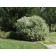Variegated Redtwig Dogwood...©photo ArborTanics Inc.