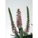 Photo Courtesy of Ball Horticultural Company
