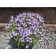 Reeves Crystal River Veronica© photo Arbortanics