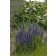 Photo Courtesy of Ball Horticultural Company