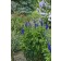 Photo Courtesy of Ball Horticultural Company