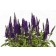 Photo Courtesy of Green Fuse® Botanicals, Inc.