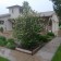 Allegheny Viburnum...©photo ArborTanics Inc.
