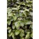 Photo Courtesy of Chicagoland Grows®