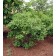 Photo Courtesy of Chicagoland Grows®