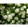 Photo Courtesy of Plants Nouveau