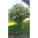 Snowball Bush Viburnum...©photo ArborTanics Inc.