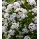 Photo Courtesy of Plants Nouveau
