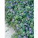 Photo Courtesy of Syngenta Flowers