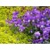 Photo Courtesy of Plant Select®