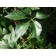 Virginia Creeper...©photo ArborTanics Inc.