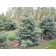 ©ArborTanics Inc.