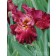 Image courtesy Holland Bulb Farms