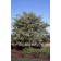 Washington Hawthorne -Single Stem Tree