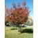 Dramatic Fall Color ©photo David Spahn