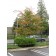 Washington Hawthorne -Single Stem Tree 