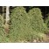 Weeping Norway Spruce-Top Grafted...©photo ArborTanics Inc.