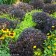 Photo Courtesy of Bailey Nurseries Inc.
