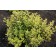 Photo Courtesy of Plants Nouveau