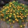 Image Courtesy Concept Plants