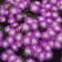Image Courtesy Concept Plants