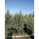 Wichita Blue Juniper 5-6 ft. BB potted