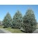 WIchita Blue Juniper...©photo ArborTanics Inc.