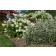 Photo Courtesy of Bailey Nurseries Inc.
