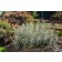 Photo Courtesy of Bailey Nurseries Inc.