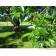 Photo Courtesy of Bylands Nurseries Ltd.