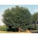 Photo Courtesy of USDA-NRCS PLANTS Database / Herman, D.E. et al. 1996