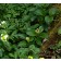 By <a rel="nofollow" class="external text" href="https://www.flickr.com/people/26698606@N03">peganum</a> from Small Dole, England - <a rel="nofollow" class="external text" href="https://www.flickr.com/photos/peganum/4559698327/">Salix nakamura jezo-alpina