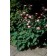 Photo Courtesy of Bailey Nurseries Inc.