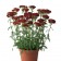Photo Courtesy of Ball Horticultural Company