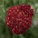 Photo Courtesy of Syngenta Flowers