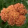 Photo Courtesy of Ball Horticultural Company