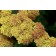 Photo Courtesy of Syngenta Flowers
